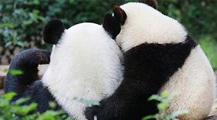 红外相机捕捉到野生大熊猫“情侣”“秀恩爱”