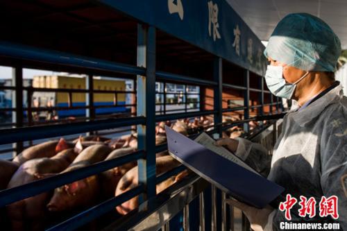农业农村部：非洲猪瘟对元旦春节猪肉供应影响有限