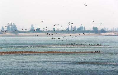 孟津黄河湿地栖息：万公顷湿地 万鸟家园