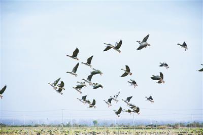 黄河滩成了越来越多鸟儿的歇脚地