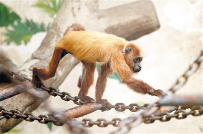 郑州迎来了两位新朋友 大嗓门和“戴面具”的稀罕猴在郑州落户