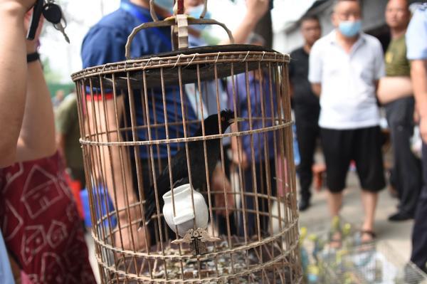保护野生动物 郑州多部门联合北闸口市场开展执法检查