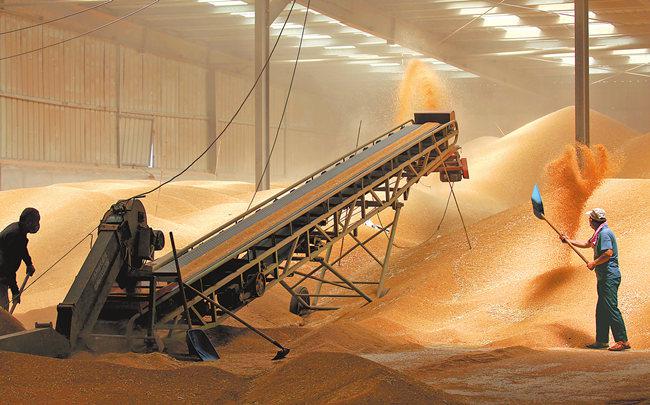 今年河南省小麦质优量足
