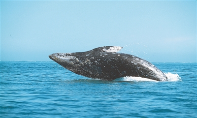 海水升温 食物短缺 导致大批灰鲸死亡