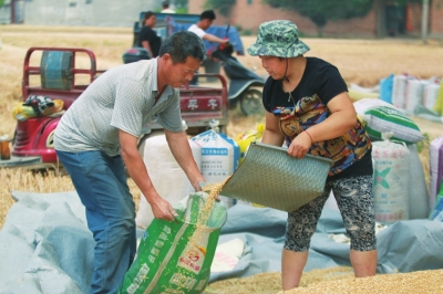 优质小麦播种面积同比增加43% 河南夏粮产量再创新高