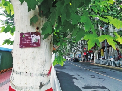 郑州对树龄50年以上100年以下的古树名木建档 这些法桐被录入“候补军”