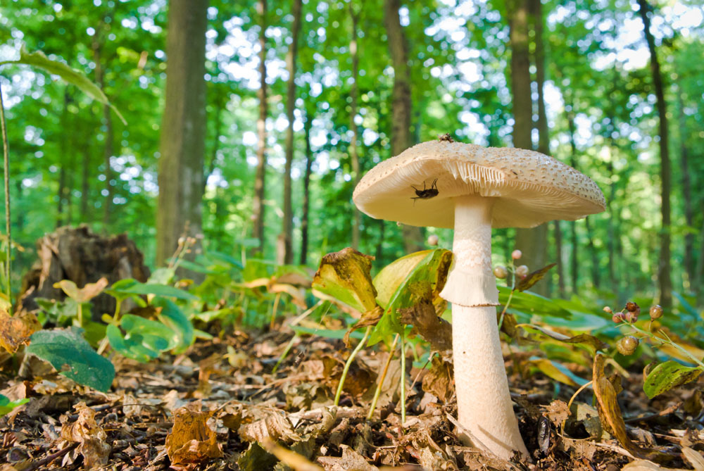 老人经常吃蘑菇可以降低患认知障碍的几率
