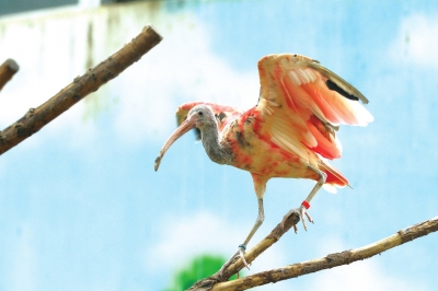 河南省引进3种稀有鸟类