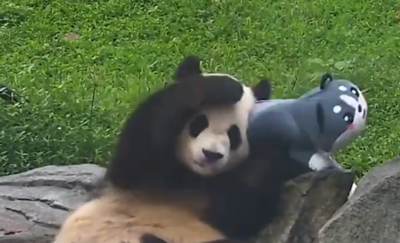 被大熊猫亲亲抱抱举高高是啥体验