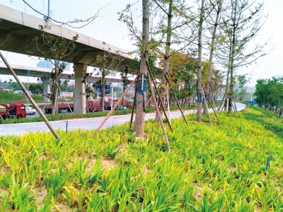 实探郑州“大四环”部分绿色廊道  铺设“会呼吸的道路”