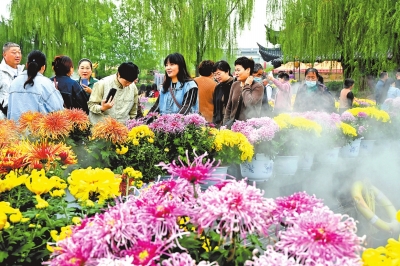 游客观赏开封盛开的菊花
