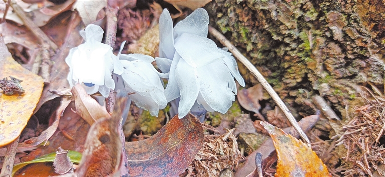 “梦兰花”首现河南 “女神之花”再现黄柏山