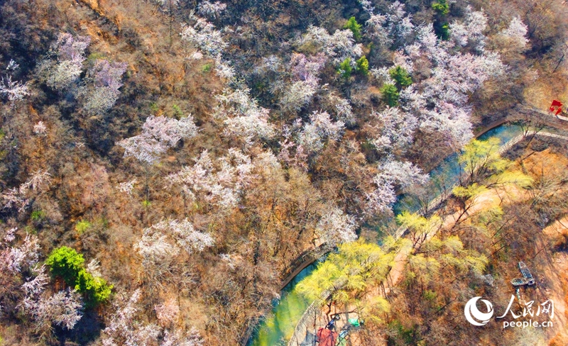 春染太行