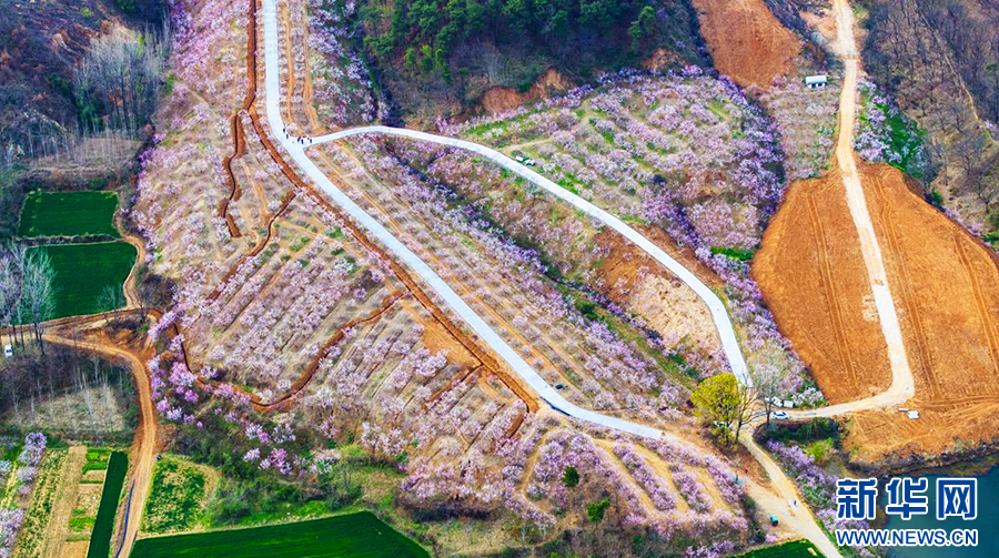 河南确山：桃花盛开迎客来